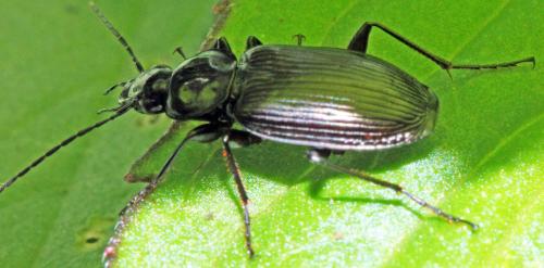 Réf. 326 054 : Agonum sp.